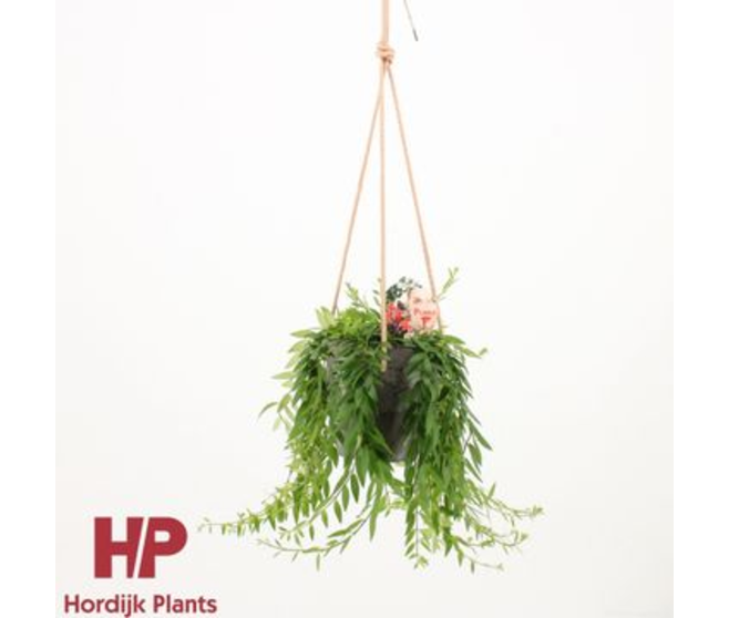 AESCHYNANTHUS JAPHROLEPIS SUSP