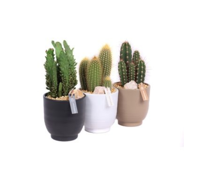 CACTUS VARIE CERAM