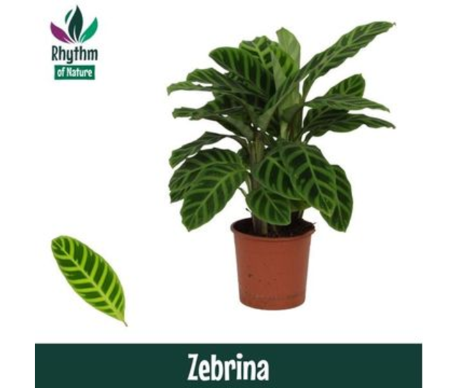 CALATHEA ZEBRINA