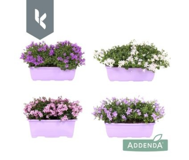 CAMPANULE ADDENDA VARIEE