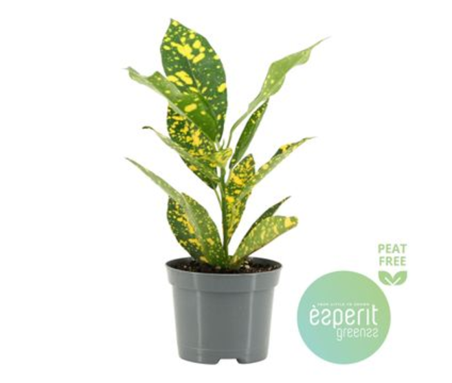 CROTON GOLD SUN