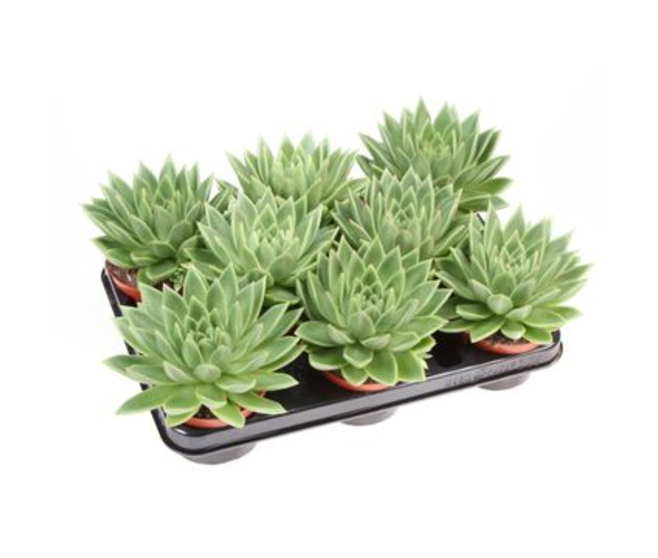 ECHEVERIA MIRANDA