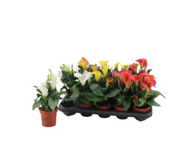 ARUM VARIE