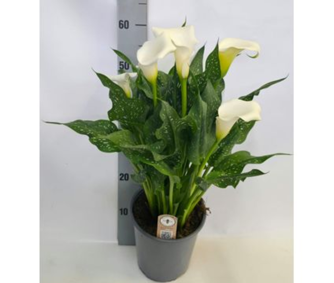 ARUM BLANC