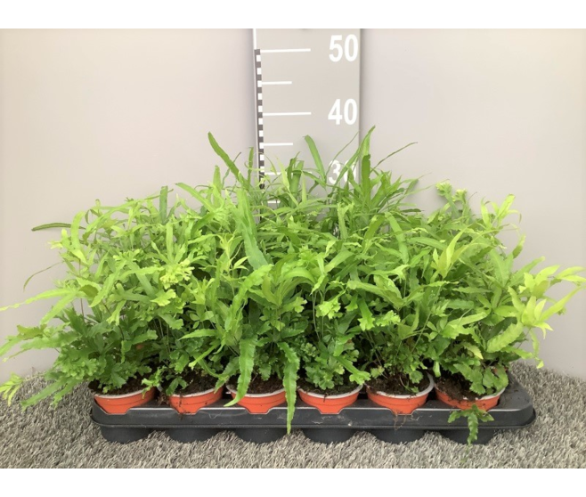PTERIS ROEWERI