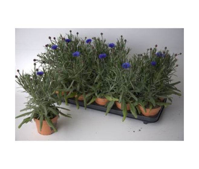 CENTAUREA