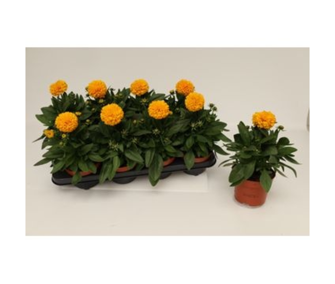 COREOPSIS FL DBLE GOLDEN