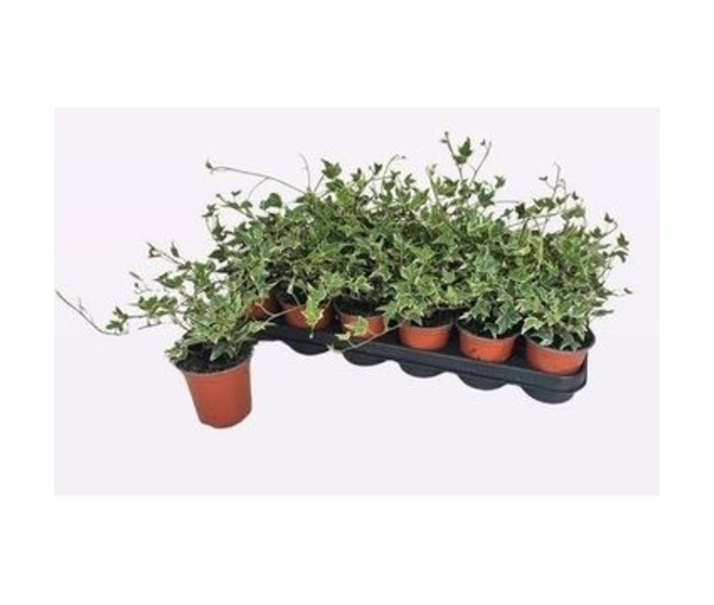 HEDERA ESTHER