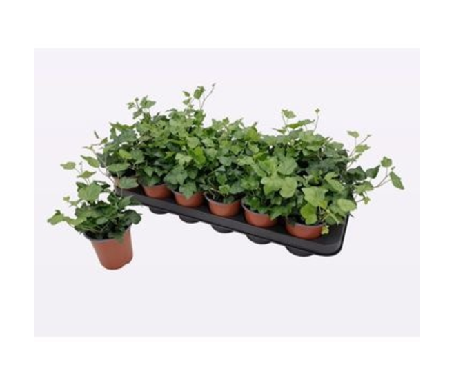 HEDERA WONDER