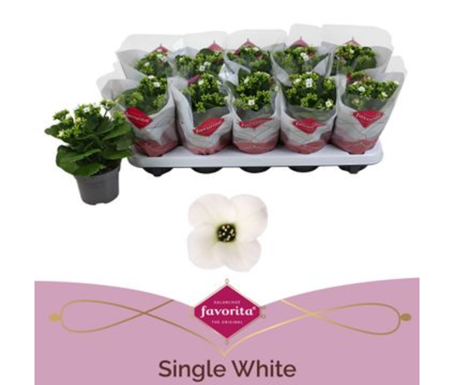 KALANCHOE BLANC