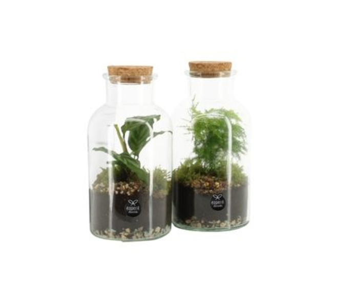 TERRARIUM PLANTE VARIEE