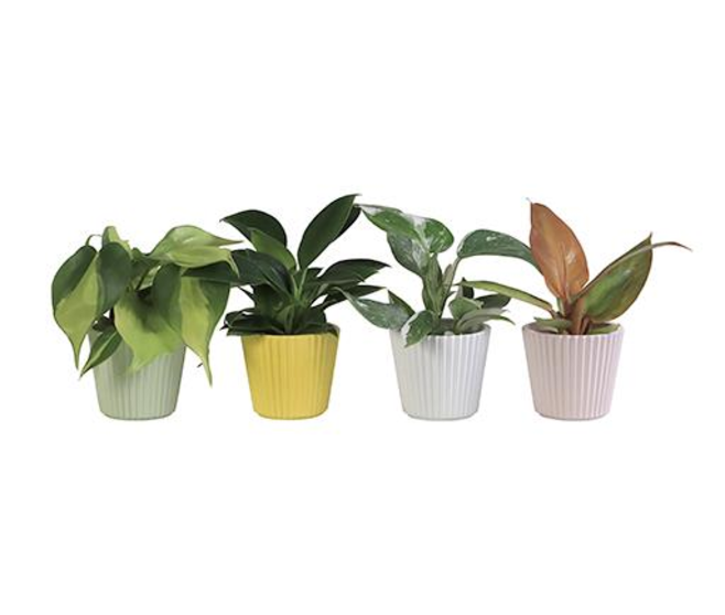 PHILODENDRON MONSTERA CERAM