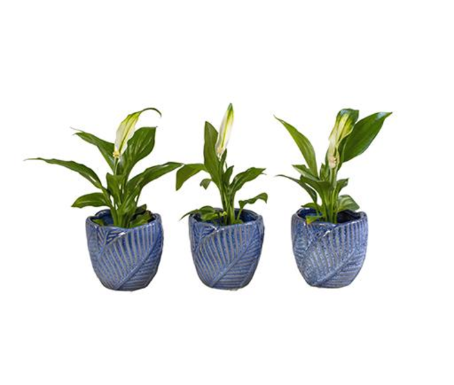 SPATHIPHYLLUM CERAM