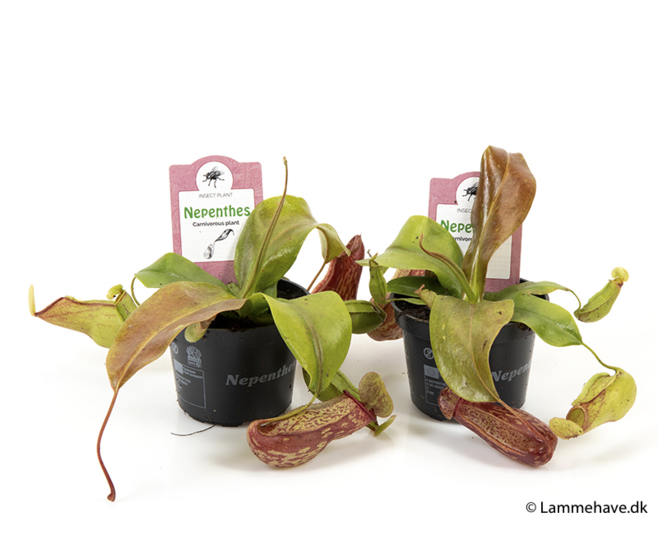 NEPENTHES