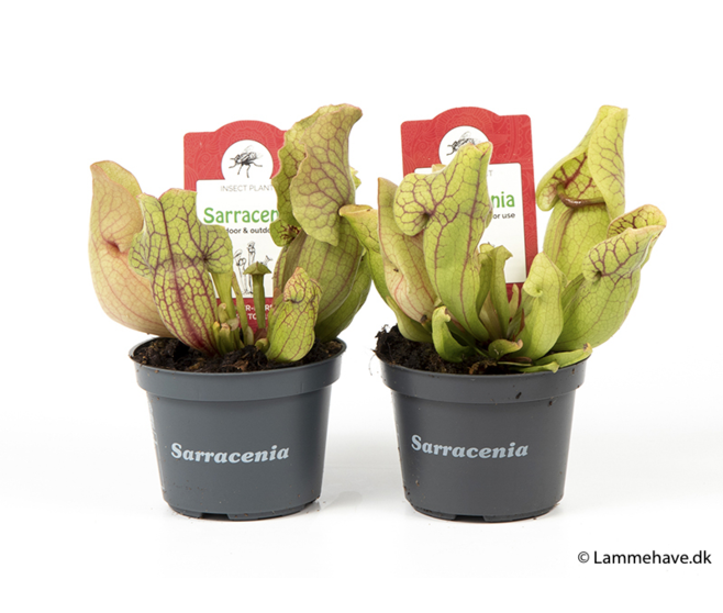 SARRACENIA PURPUREA