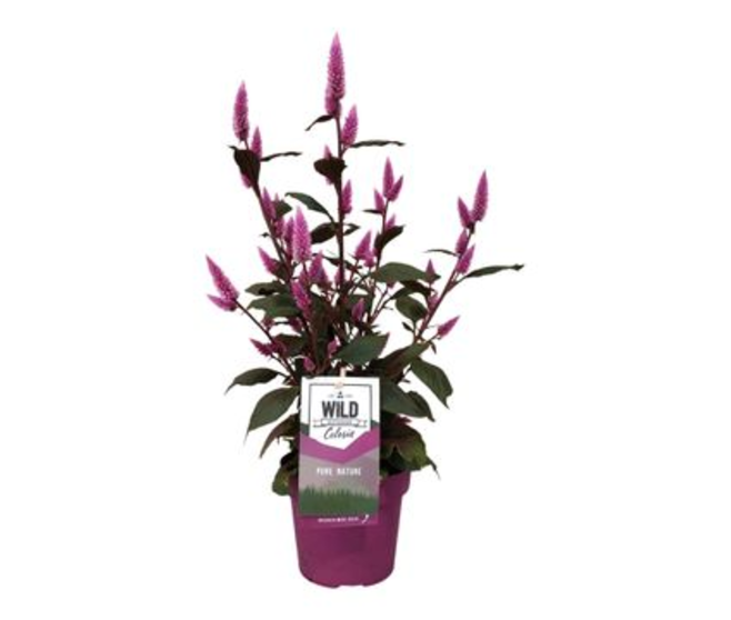 CELOSIE WILD PINK