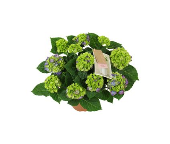 HORTENSIA 7FL NINGBO