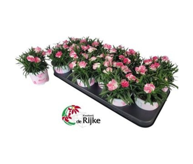 OEILLET SPRINT PINK