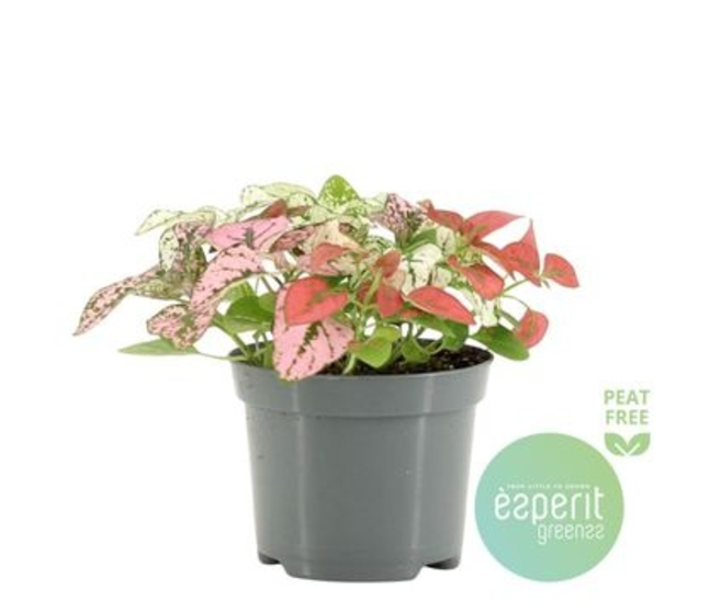 HYPOESTES CONFETTI