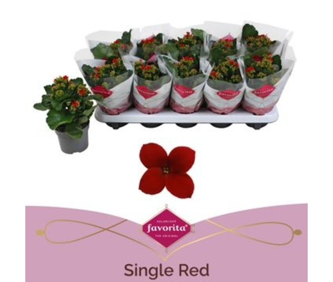 KALANCHOE ROUGE