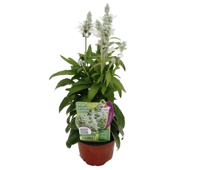 SAUGE FARINACEA BLANCHE