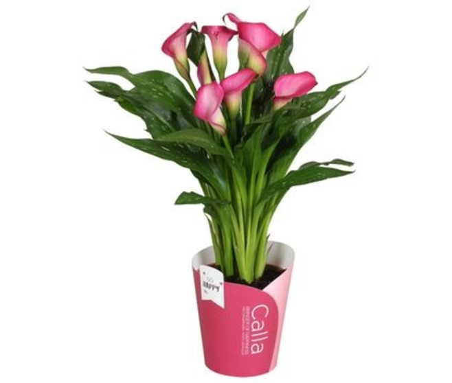 ARUM ZAZU ROSE
