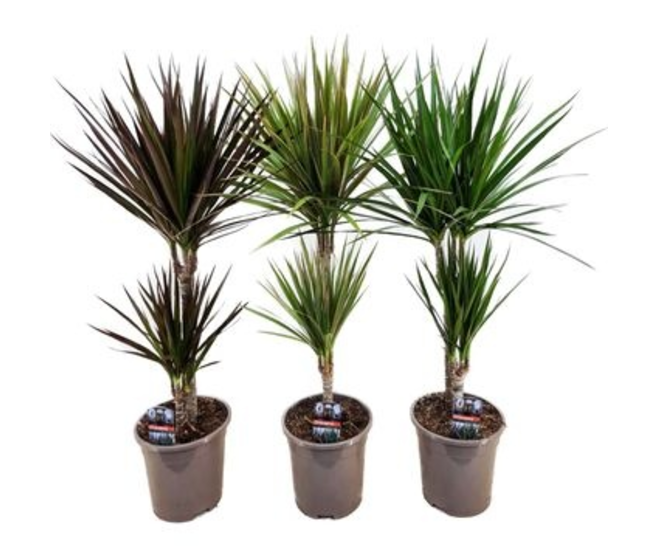 DRACAENA VARIE 30-10