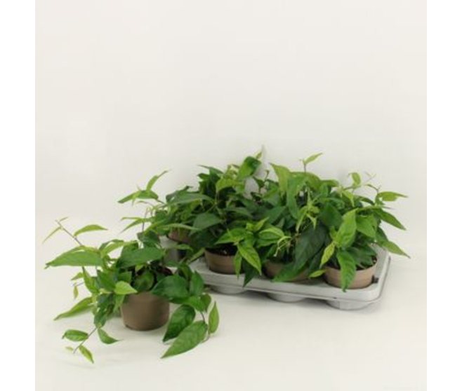 FICUS PUMILA RADICANS