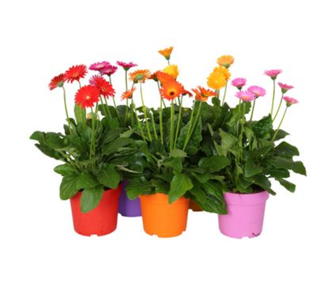 GERBERA GARVINEA VARIE