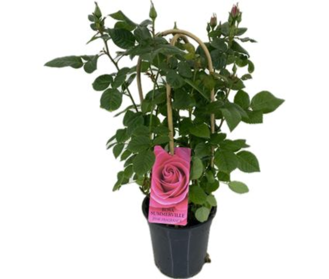 ROSIER EXT ROSE