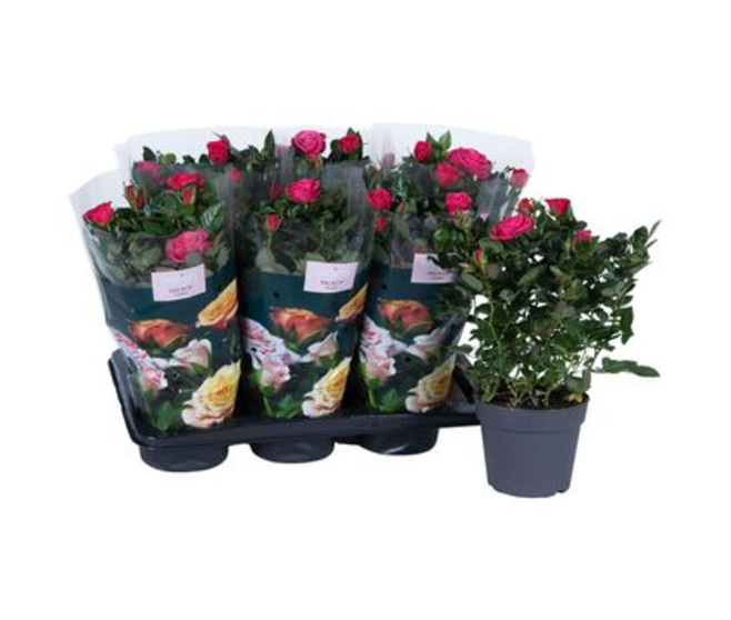 ROSIER PALACE ROSE FONCE