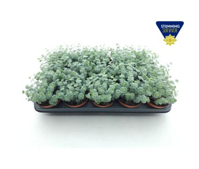 SEDUM SIEBOLDII