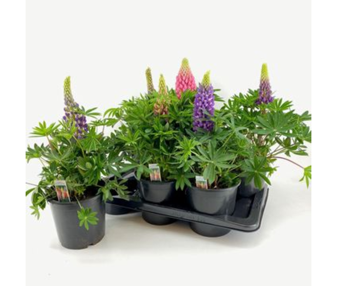 LUPIN VARIE