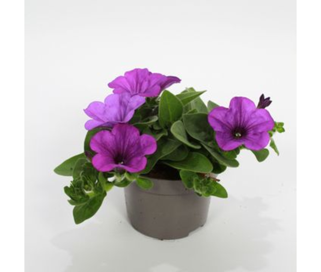 PETUNIA MAUVE