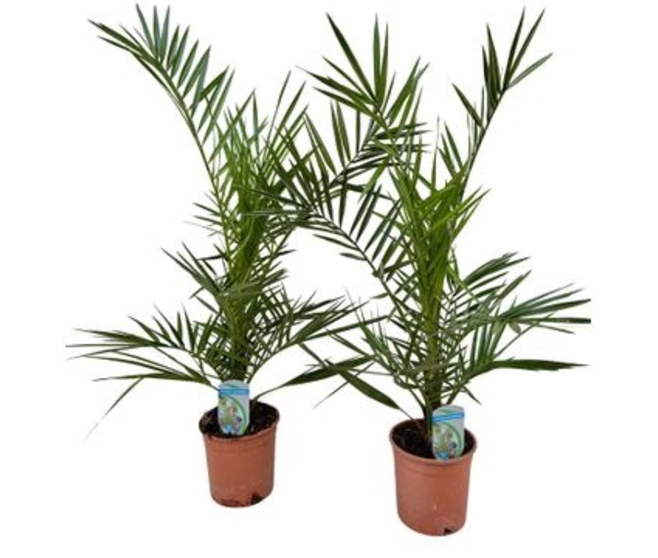 PHOENIX CANARIENSIS