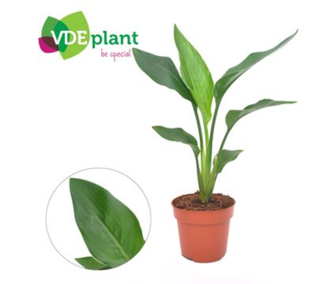 STRELITZIA REGINAE