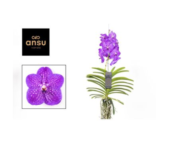 VANDA BLEUE SUSP