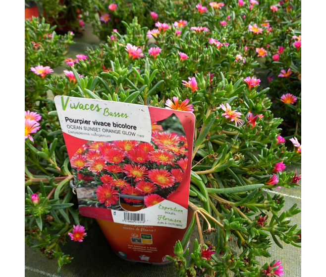 DELOSPERMA OCEAN SUNSET ORANGE GLOW
