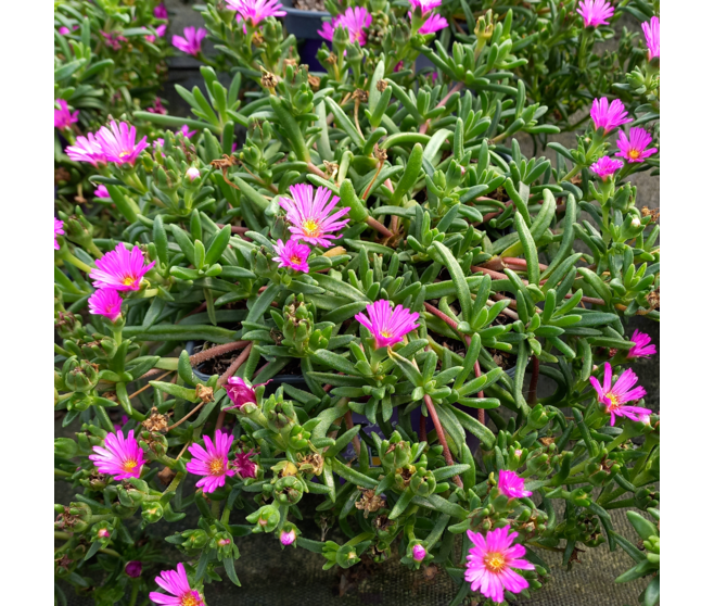 DELOSPERMA OCEAN SUNSET VIOLET