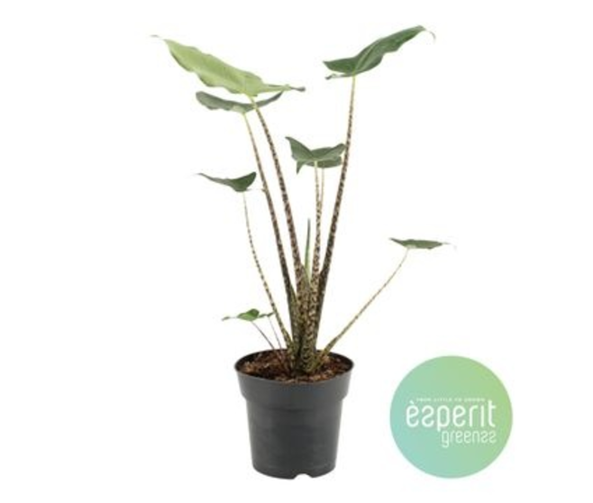 ALOCASIA ZEBRINA TIGER