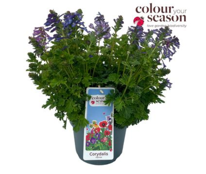 CORYDALIS SOLIDA