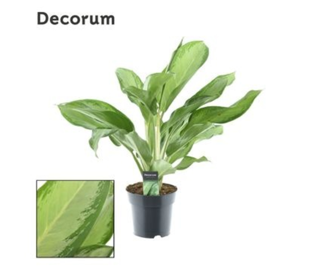 AGLAONEMA CLEOPATRA