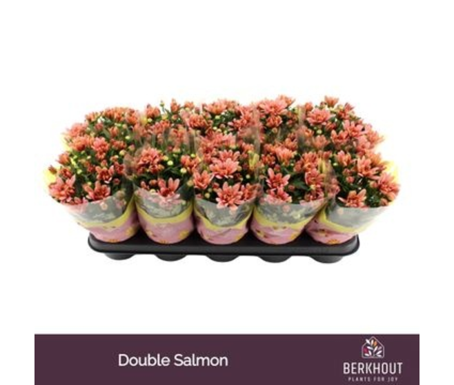 DENDRANTHEMA DYNAMIC SAUMON