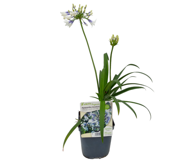 AGAPANTHE TWISTER