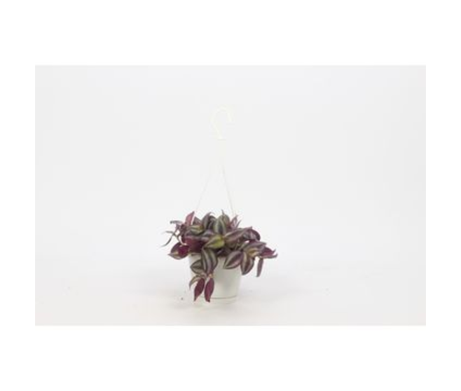 TRADESCANTIA VIOLET HILL SMALL