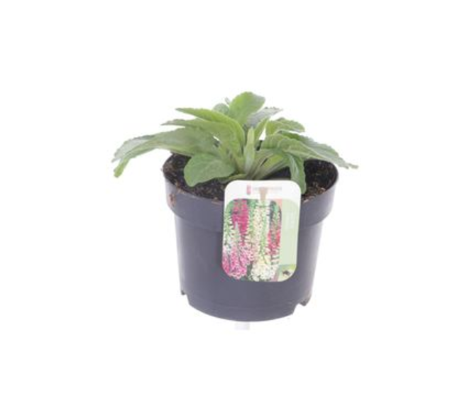 DIGITALIS PINK PANTHER DEEP