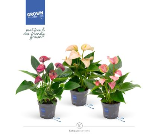 ANTHURIUM ANDREANUM JOLI