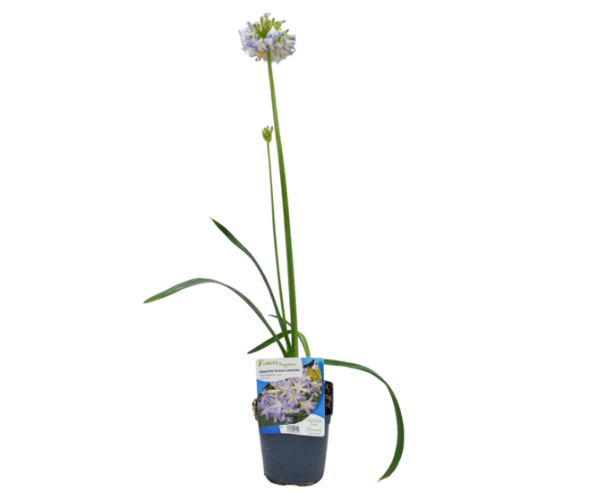 AGAPANTHE SEA BREEZE