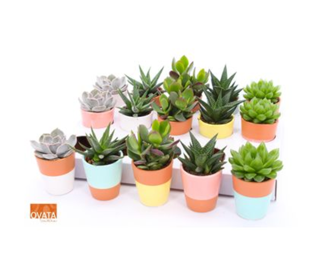 SUCCULENTE CERAM