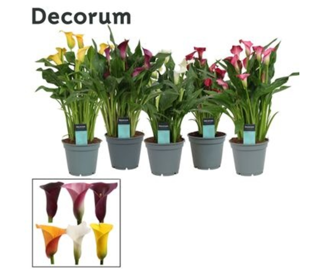 ARUM COULEUR